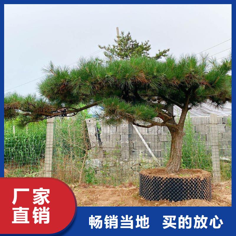 【造型松】造型池松优选原材优质原料