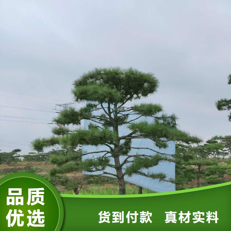 【造型松造型松价格专注细节使用放心】价格实在