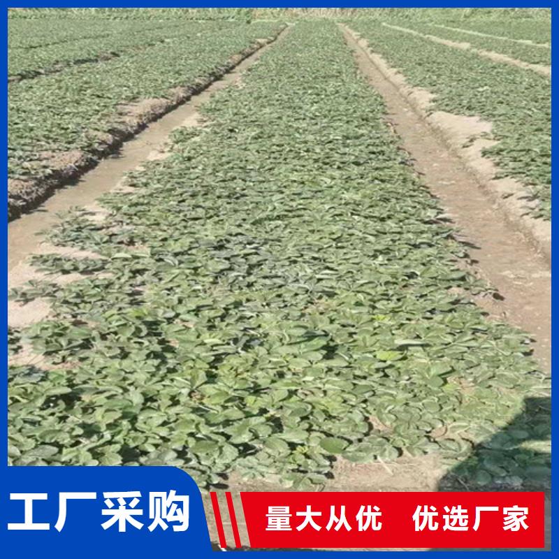 草莓苗红耔山楂苗货品齐全买的放心安兴用的舒心