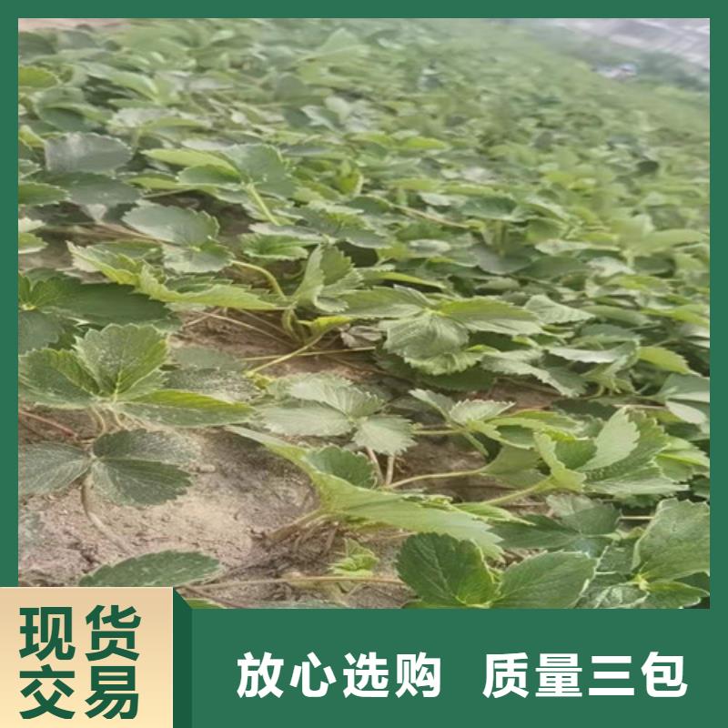 草莓苗大棚草莓苗品质信得过海量现货直销