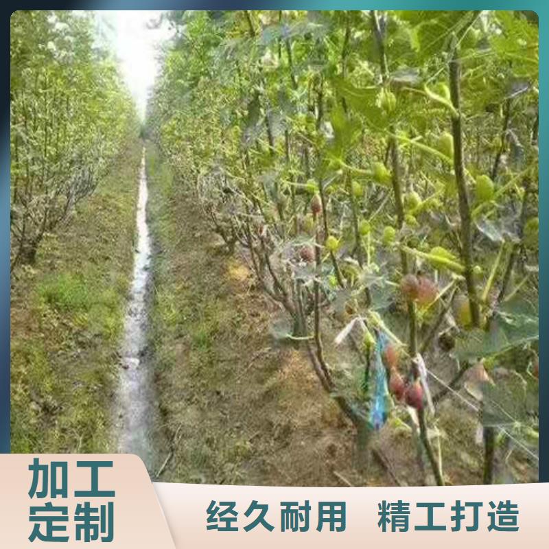 无花果_大雪枣苗好产品不怕比来电咨询