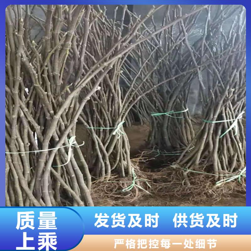 【无花果甜茶苗源头采购】核心技术