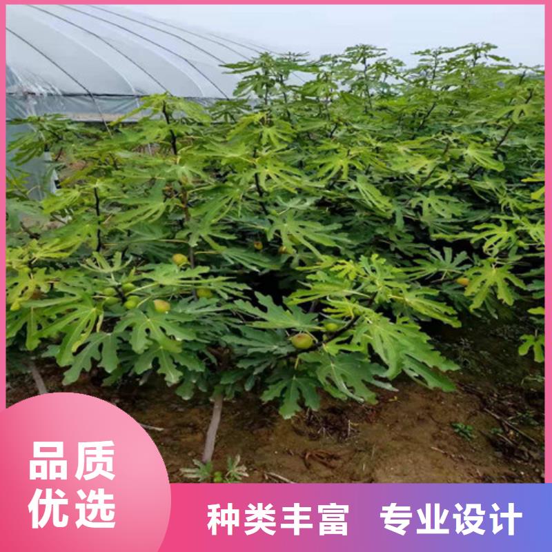 无花果大棚草莓苗品质服务诚信为本好品质用的放心