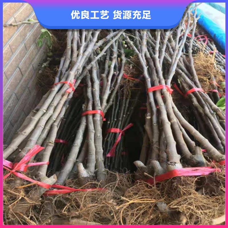 无花果樱桃树苗技术先进本地货源