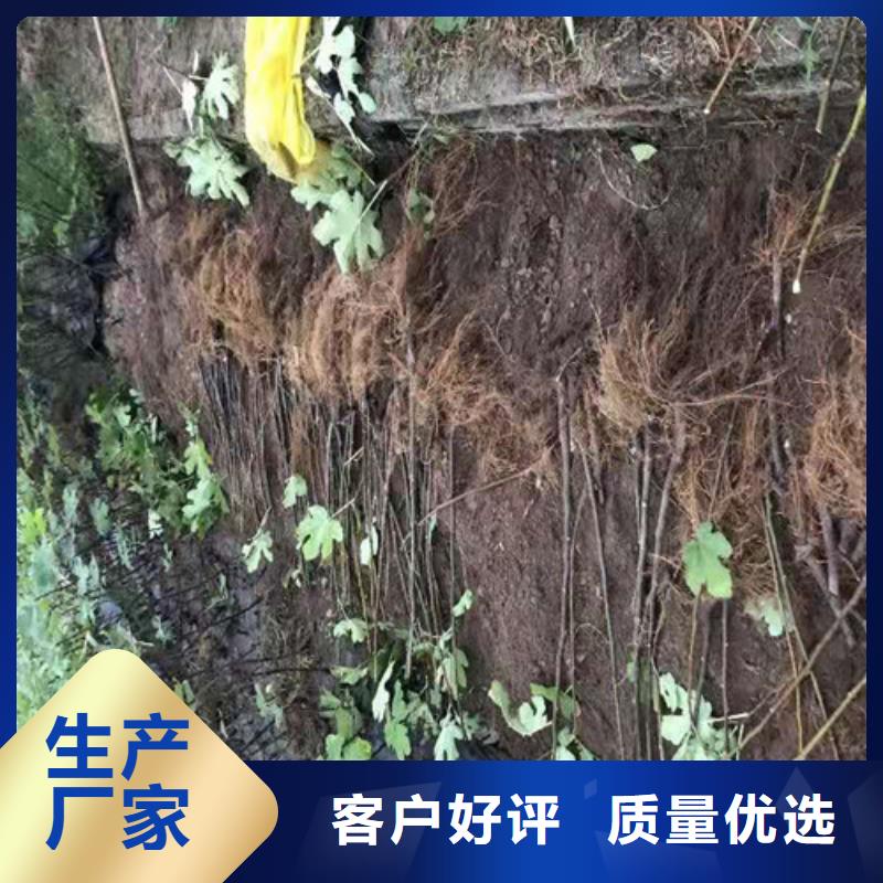 【无花果红耔山楂苗根据要求定制】本地服务商