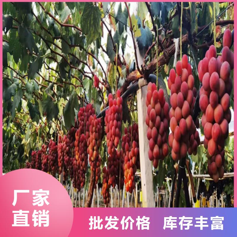 【葡萄蓝莓苗质优价保】多种工艺