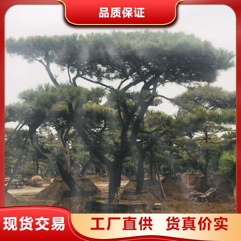 造型松品质值得信赖为品质而生产