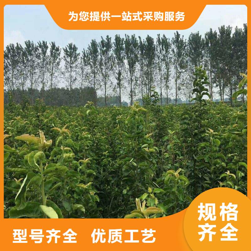 【梨】-杜梨苗出货快规格型号全