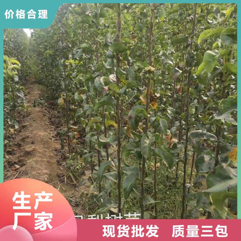 梨梨树苗基地货到付款当地厂家值得信赖