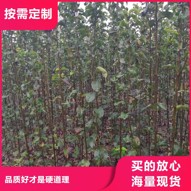 梨梨树苗基地专注细节使用放心厂家销售