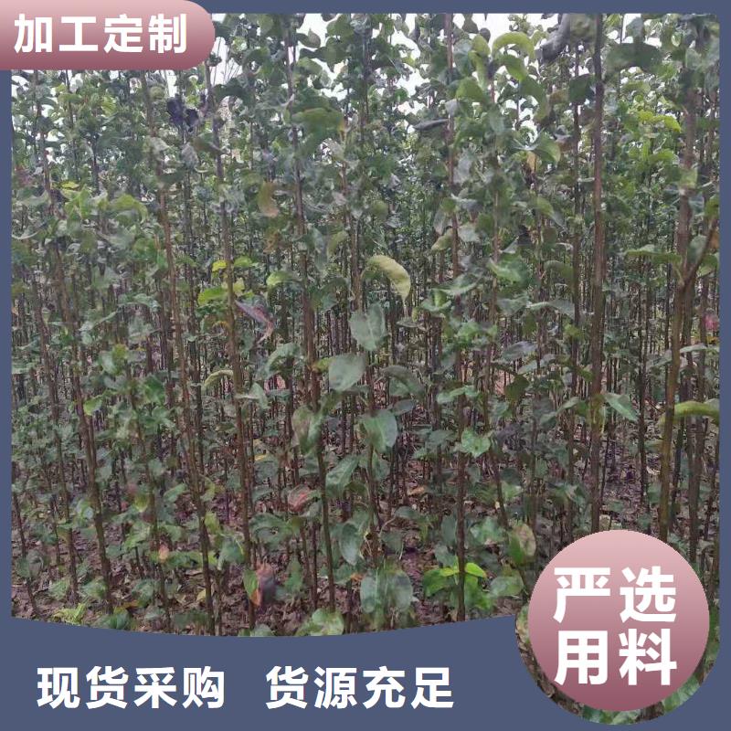 梨奥红一号梨苗无中间商厂家直销附近供应商