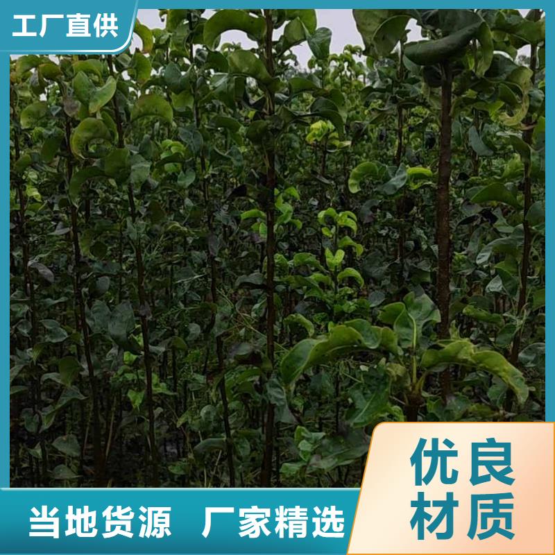 梨-新梨7号梨树苗安心购厂家大量现货