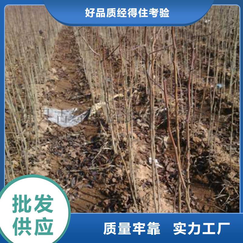 【杜梨】新梨7号梨树苗多年行业积累附近厂家