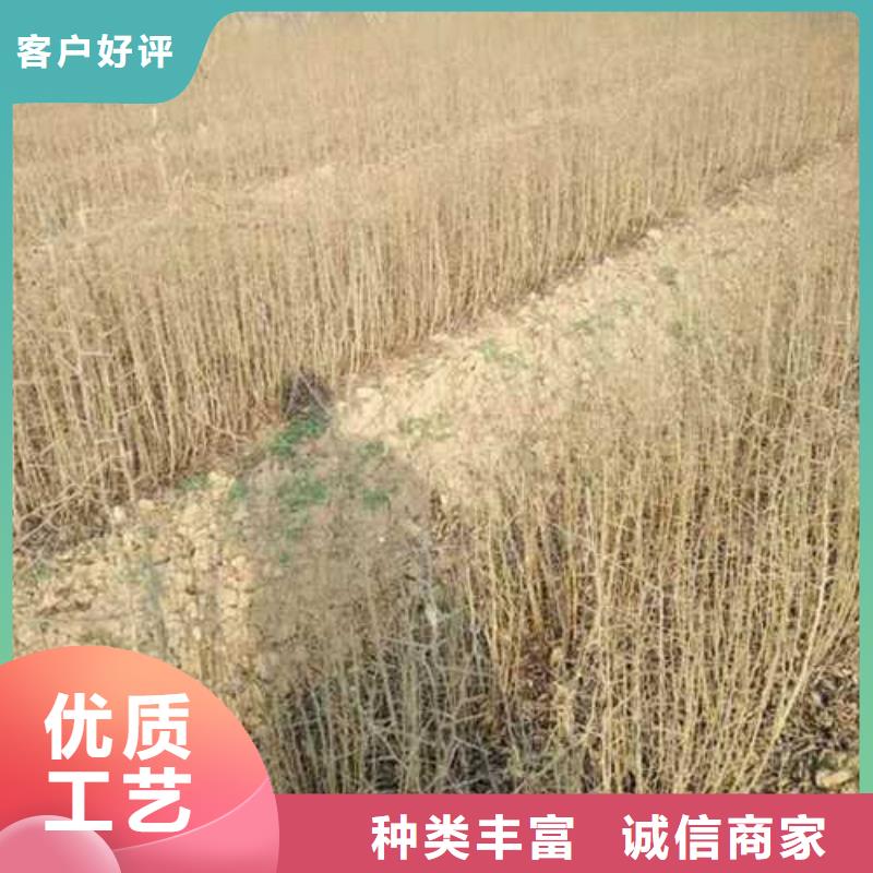 【杜梨新梨7号梨树苗真正的源头厂家】现货直供