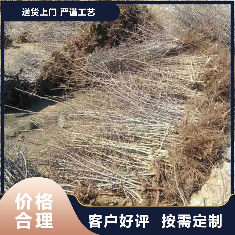 ​杜梨梨树苗基地让利客户优良材质