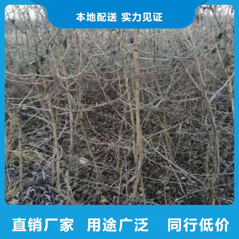 杜梨-新梨7号梨树苗厂家大量现货品质卓越