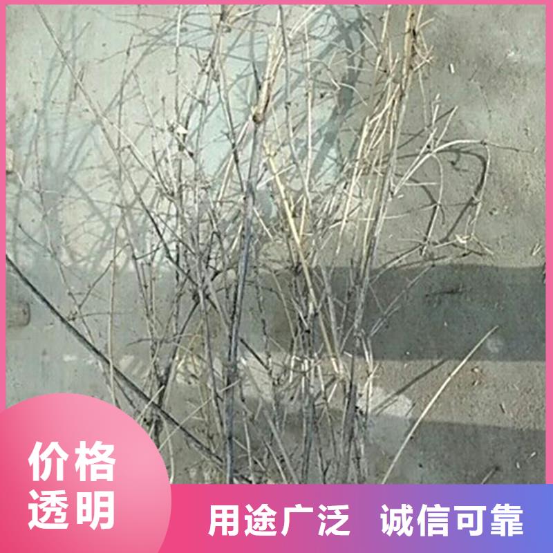 【杈杷果】【蓝莓苗】一站式厂家多年行业积累