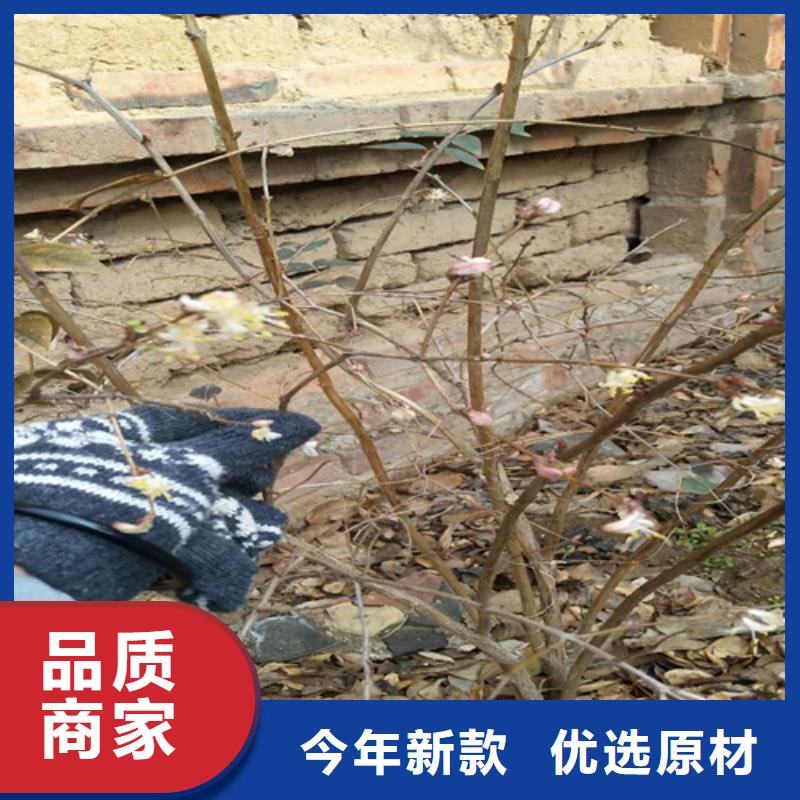 杈杷果【西瓜苗】工厂自营当地经销商