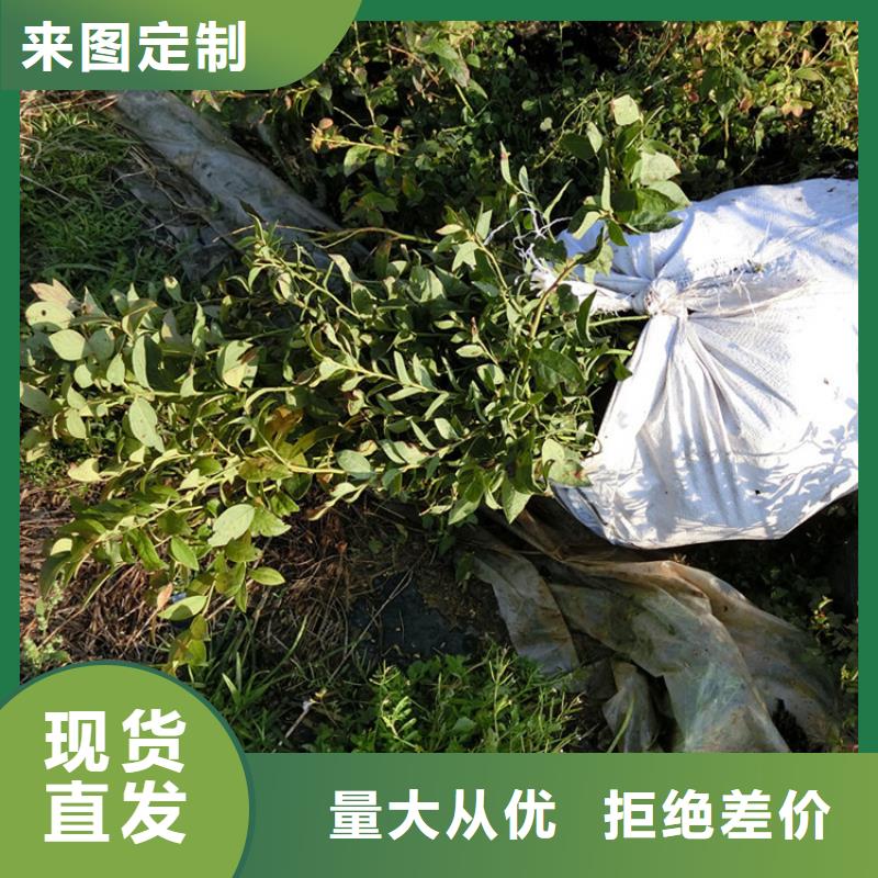 蓝莓苗桃树苗品牌企业本地品牌