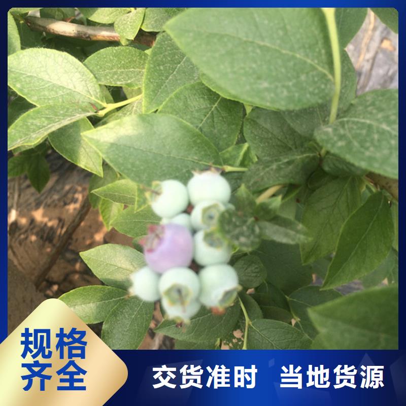 蓝莓苗,嘎啦苹果优选厂家支持定制批发