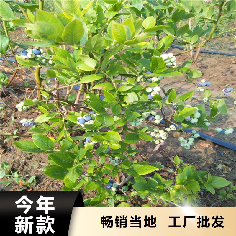 蓝莓苗苹果苗厂家经验丰富源厂直销