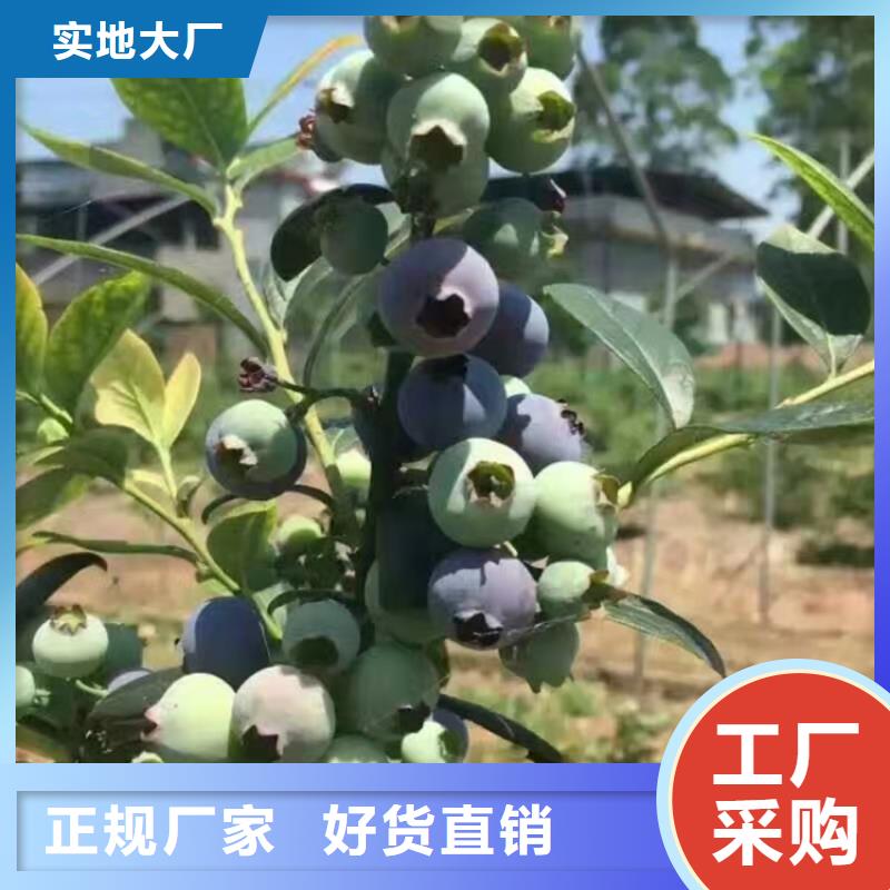 蓝莓苗西瓜番石榴苗客户信赖的厂家附近经销商