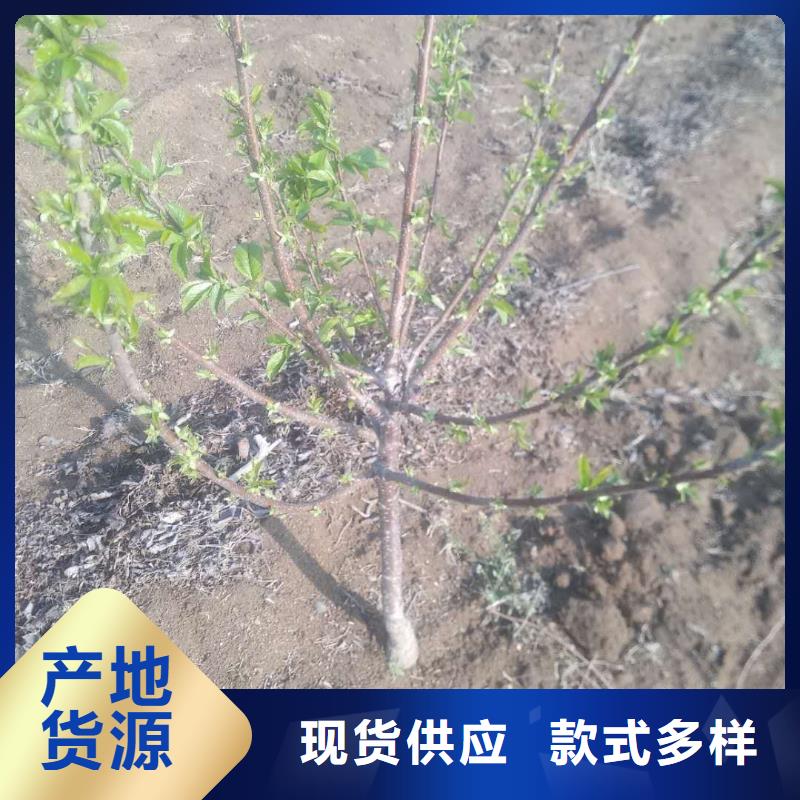 樱桃蓝莓苗实体厂家大量现货快速报价