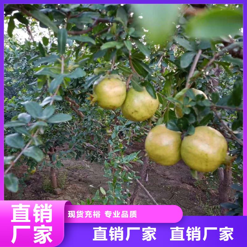 【石榴】苹果苗使用方法附近公司