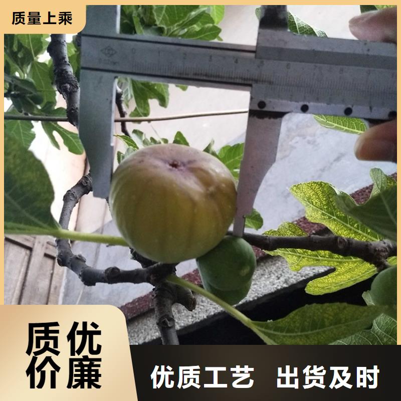 无花果-樱桃苗品质好才是硬道理本地公司