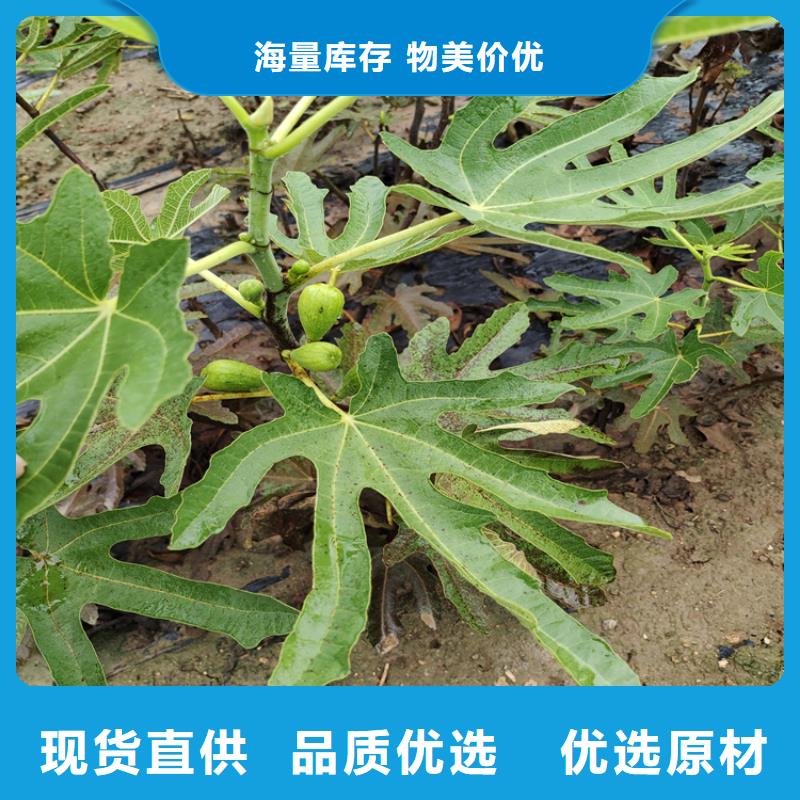 无花果玛瑙红石榴苗真材实料加工定制正规厂家