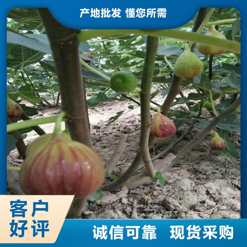 无花果_苹果苗推荐商家品种全