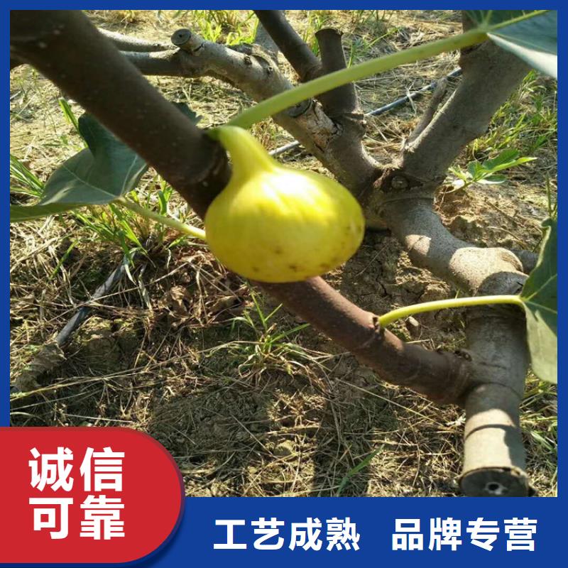 无花果蓝莓苗拒绝中间商附近货源