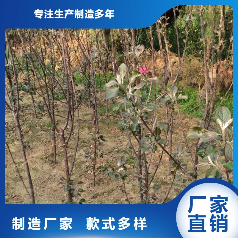 苹果石榴树快速报价正品保障