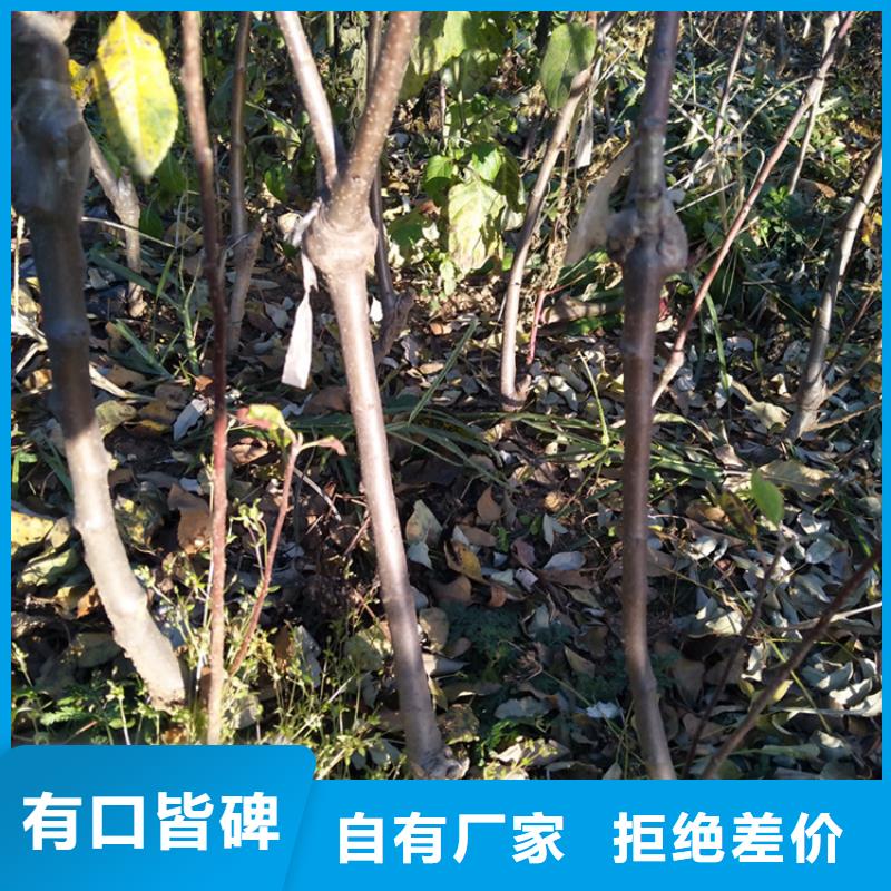 苹果樱桃苗保质保量附近生产商