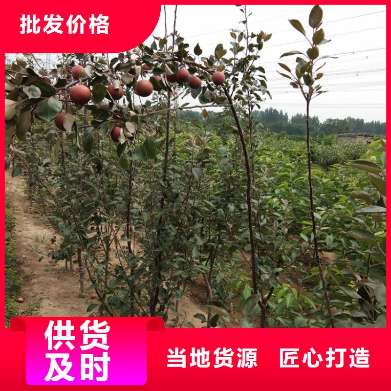 苹果苹果苗海量库存采购无忧