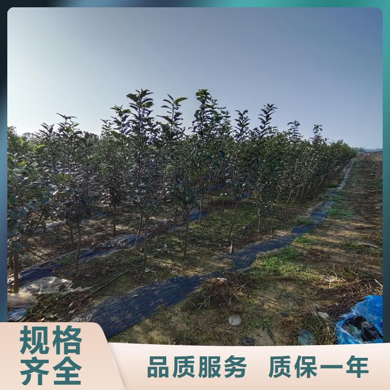 苹果【樱桃苗】多种工艺应用范围广泛