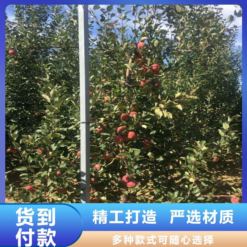 苹果_樱桃苗细节展示附近货源