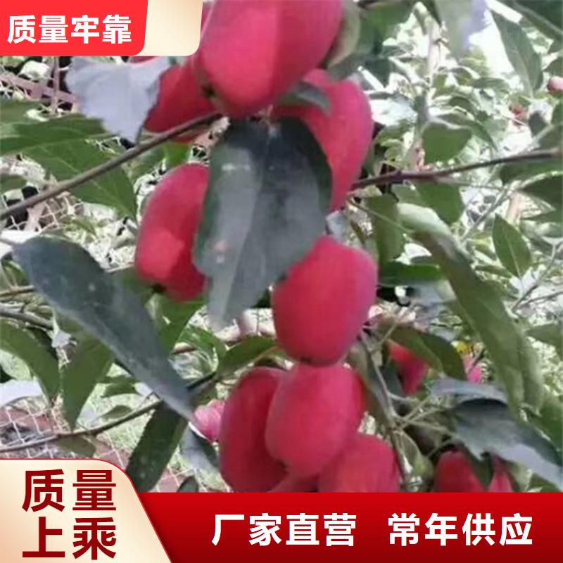 苹果石榴树厂家经验丰富产地采购