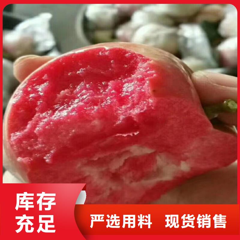 苹果樱桃苗来电咨询保质保量