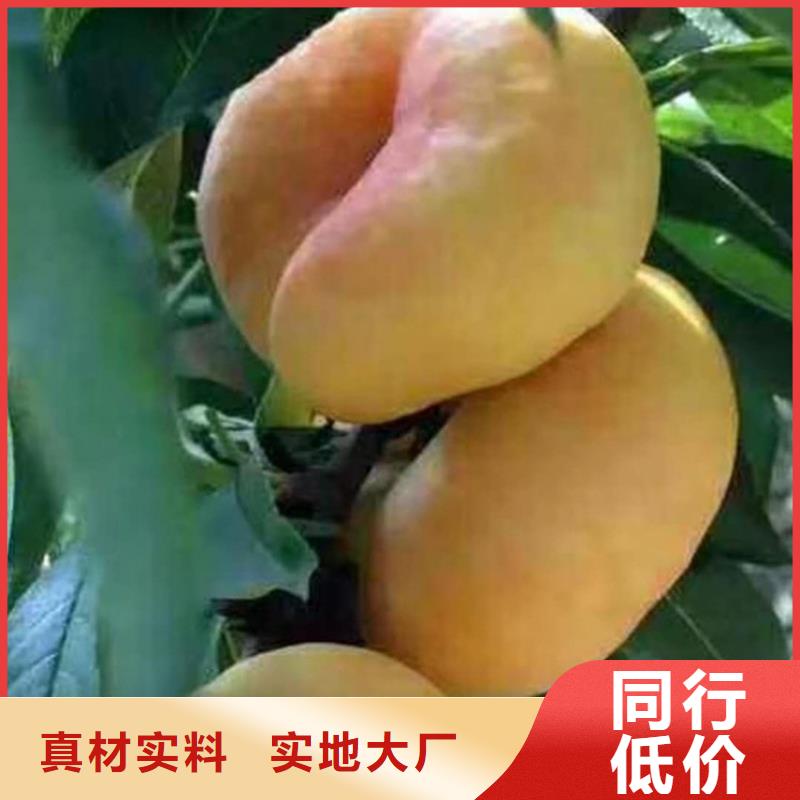 【桃-板栗苗厂家销售】厂家大量现货