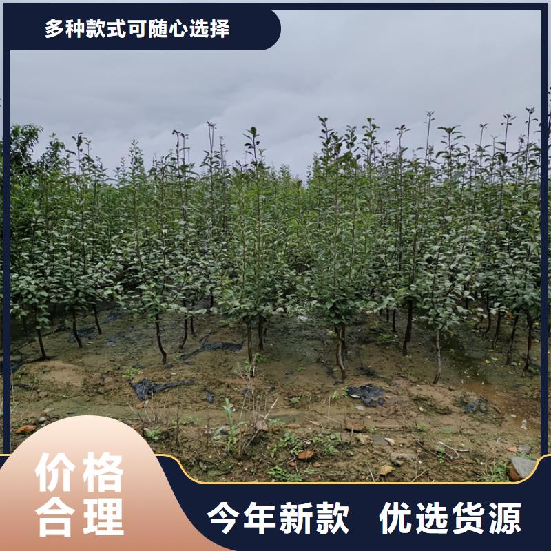 李子苹果苗用心做好细节匠心品质