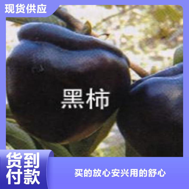 柿子蓝莓苗诚信经营质量保证质量层层把关