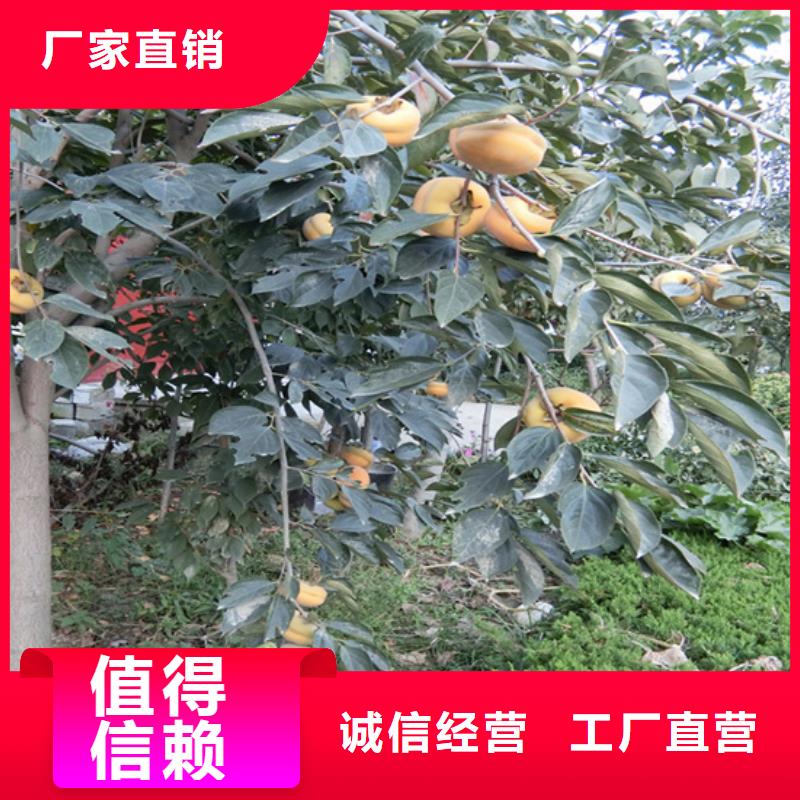 柿子无花果苗海量货源品质保证