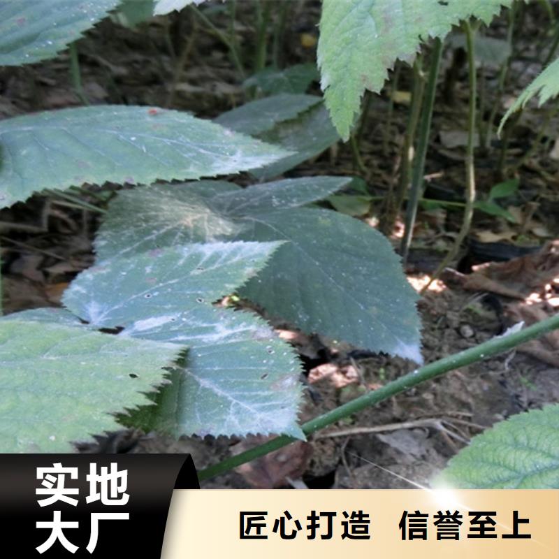 【树莓_桃树苗的简单介绍】畅销当地