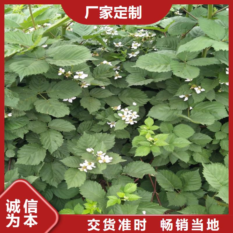 树莓蓝莓苗厂家售后完善客户满意度高