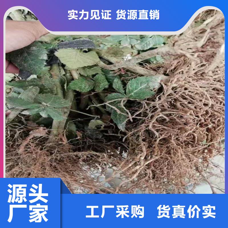 树莓-蓝莓苗放心得选择本地品牌