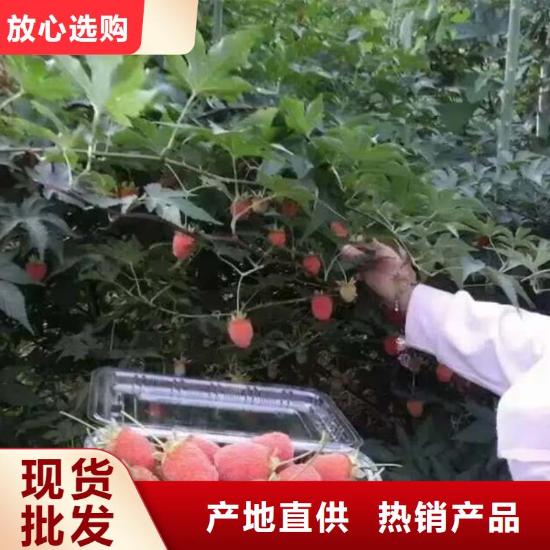 树莓,无花果苗优质工艺当地经销商