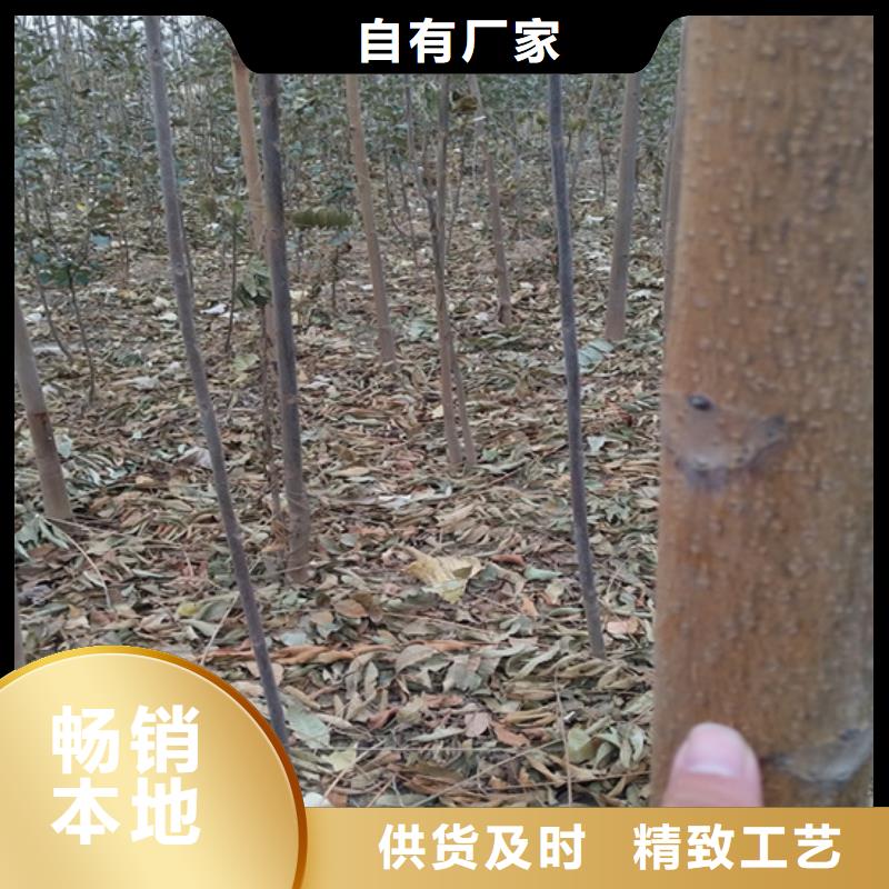 香椿-苹果苗口碑好实力强附近生产商