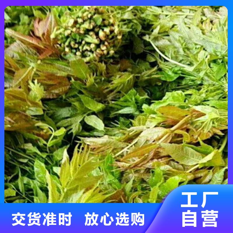 香椿【樱桃苗】货到付款应用广泛