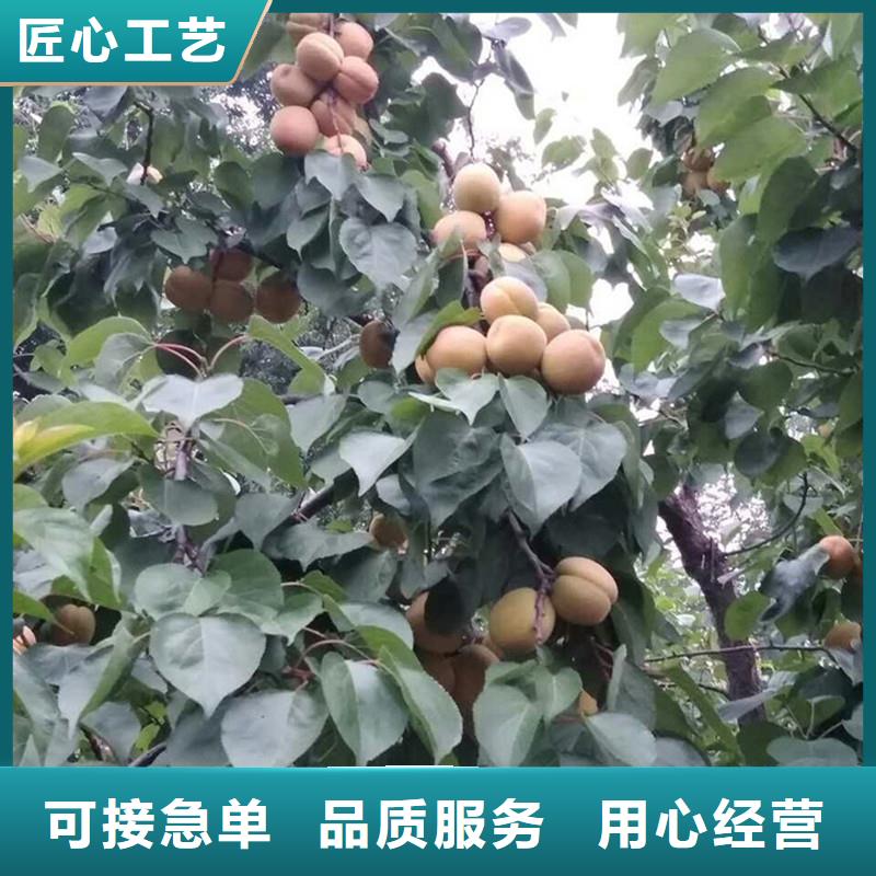 杏无花果苗厂家直销货源充足产品细节参数